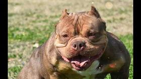 娱乐吃瓜酱小奶狗